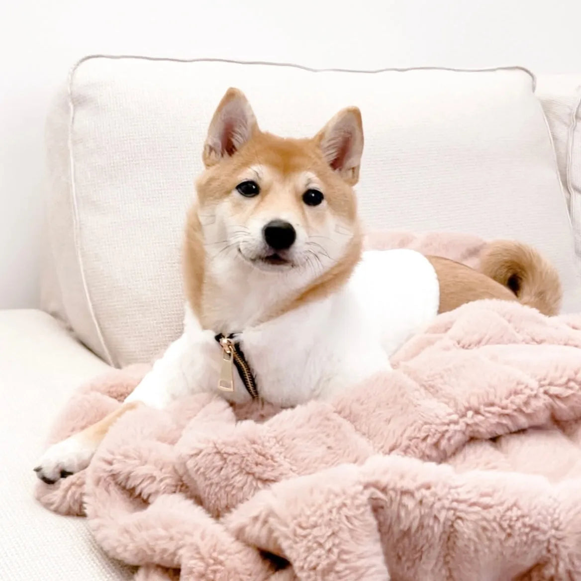 Shiba Inu wearing a soft white faux fur coat, lounging on a plush pink blanket, exuding comfort and style.