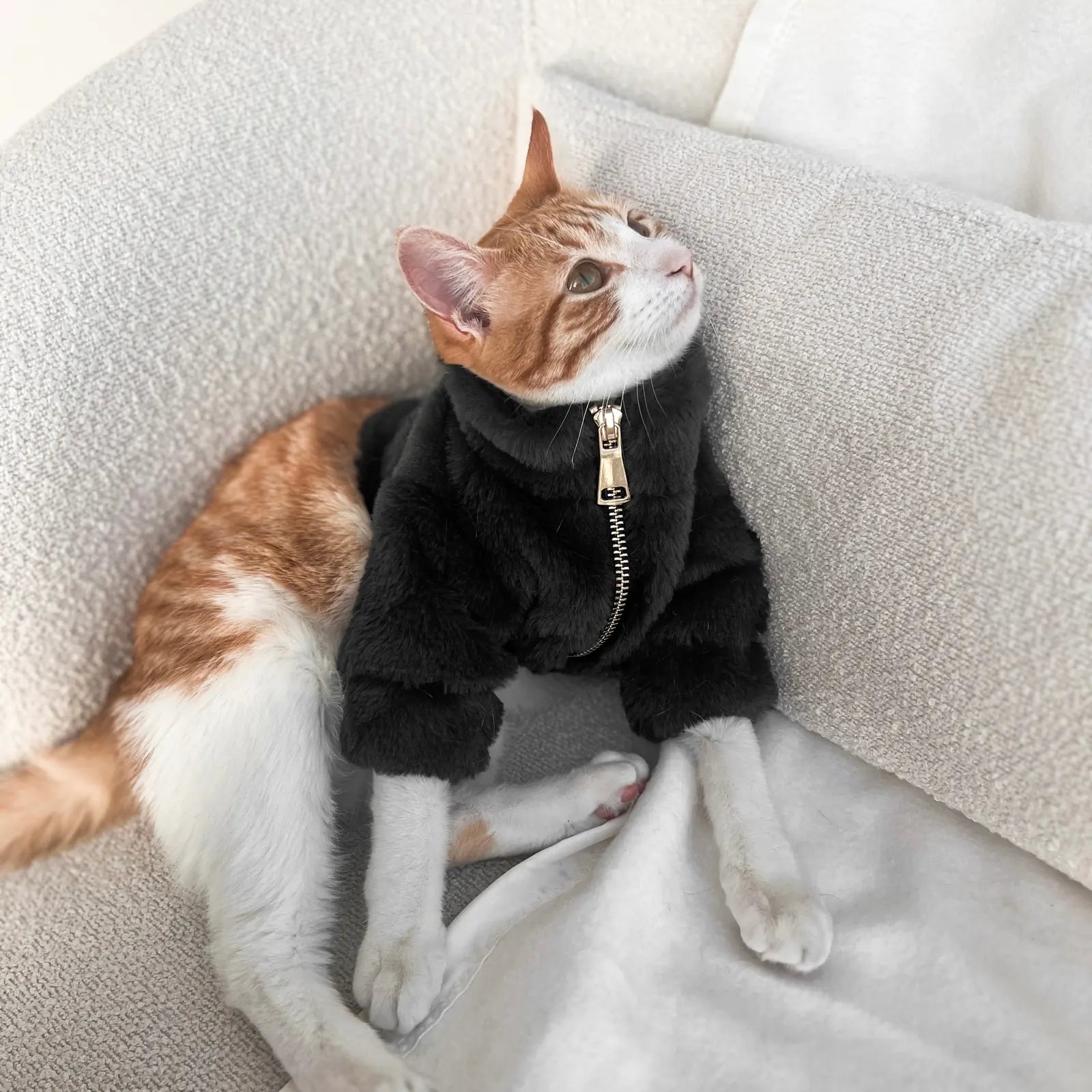 Cozy black faux rabbit fur dog coat with gold zipper, worn by a stylish dog lounging on a soft couch.