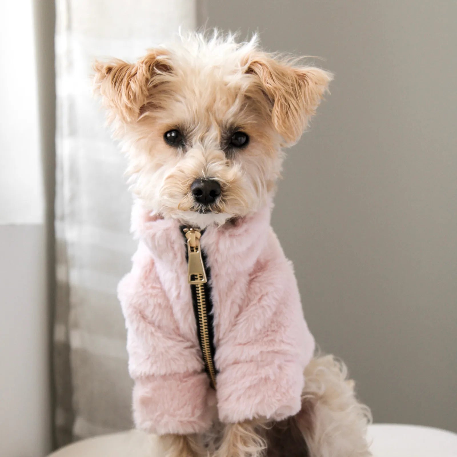 Cozy rose faux fur pet coat with gold zipper, perfect for small dogs in colder weather.