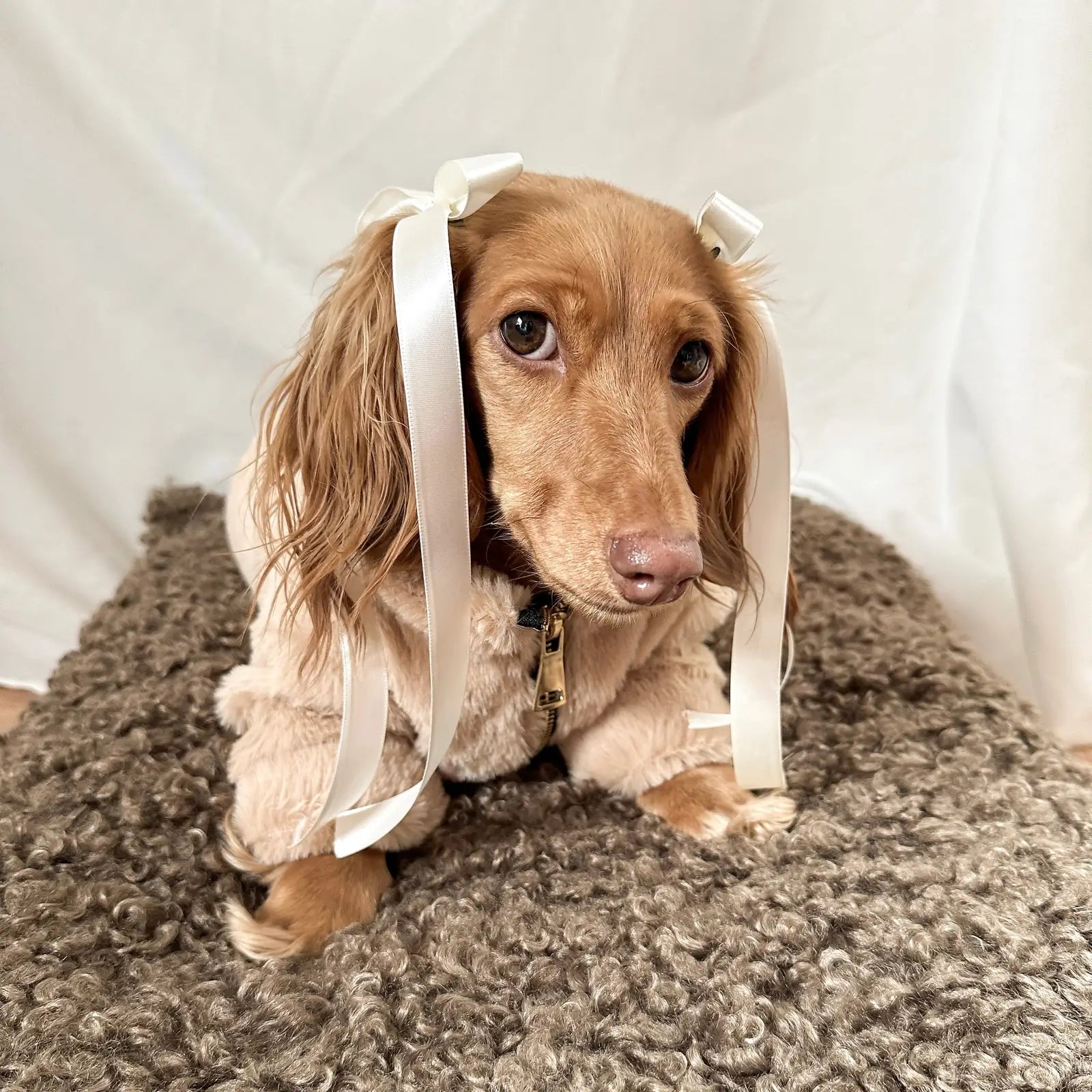Cozy sand-colored faux fur dog coat with a gold zipper, worn by a Dachshund with ribbons in its ears.
