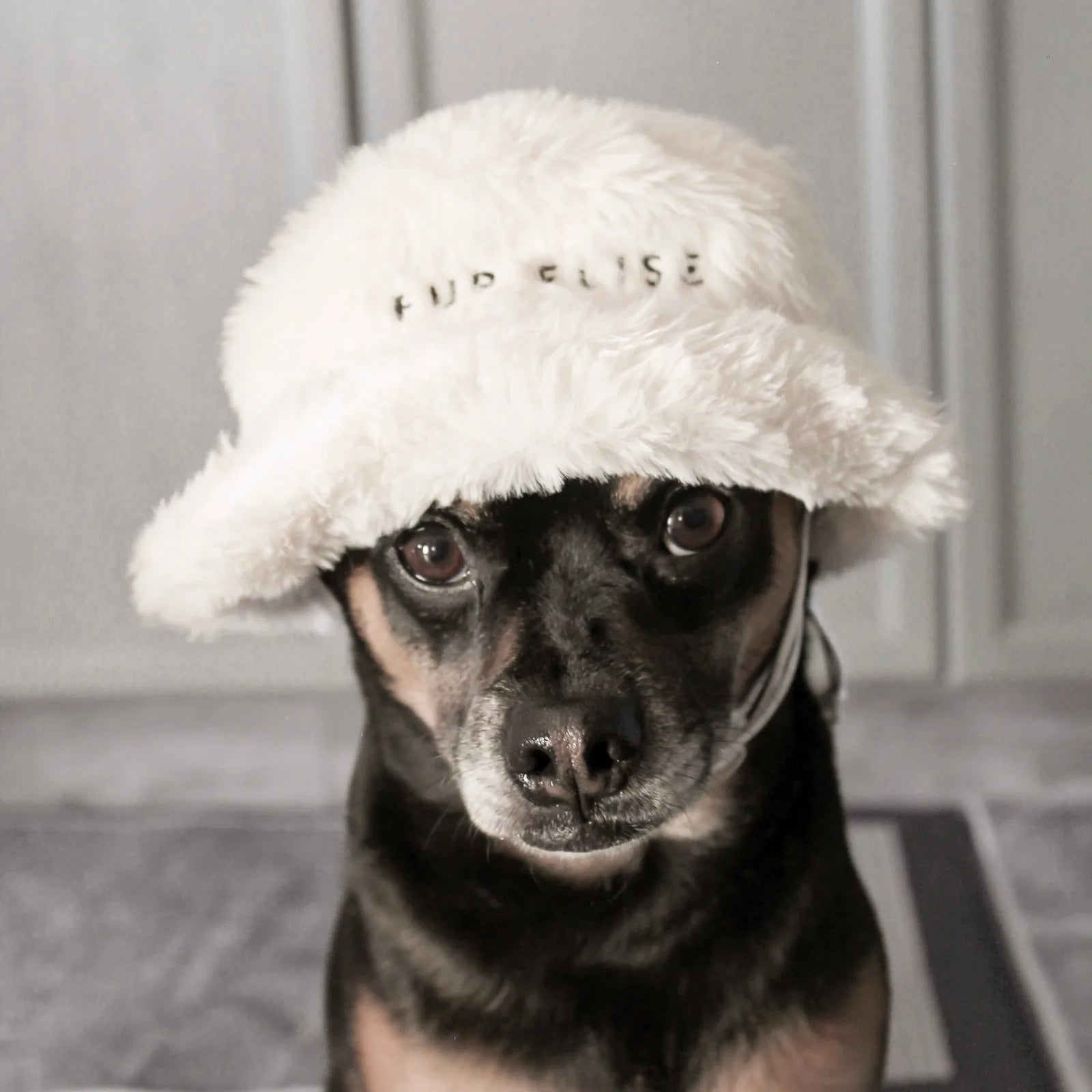 Black dog wearing a cozy white faux rabbit fur pet hat with ear holes, featuring the embroidered "Fur Elise" logo.