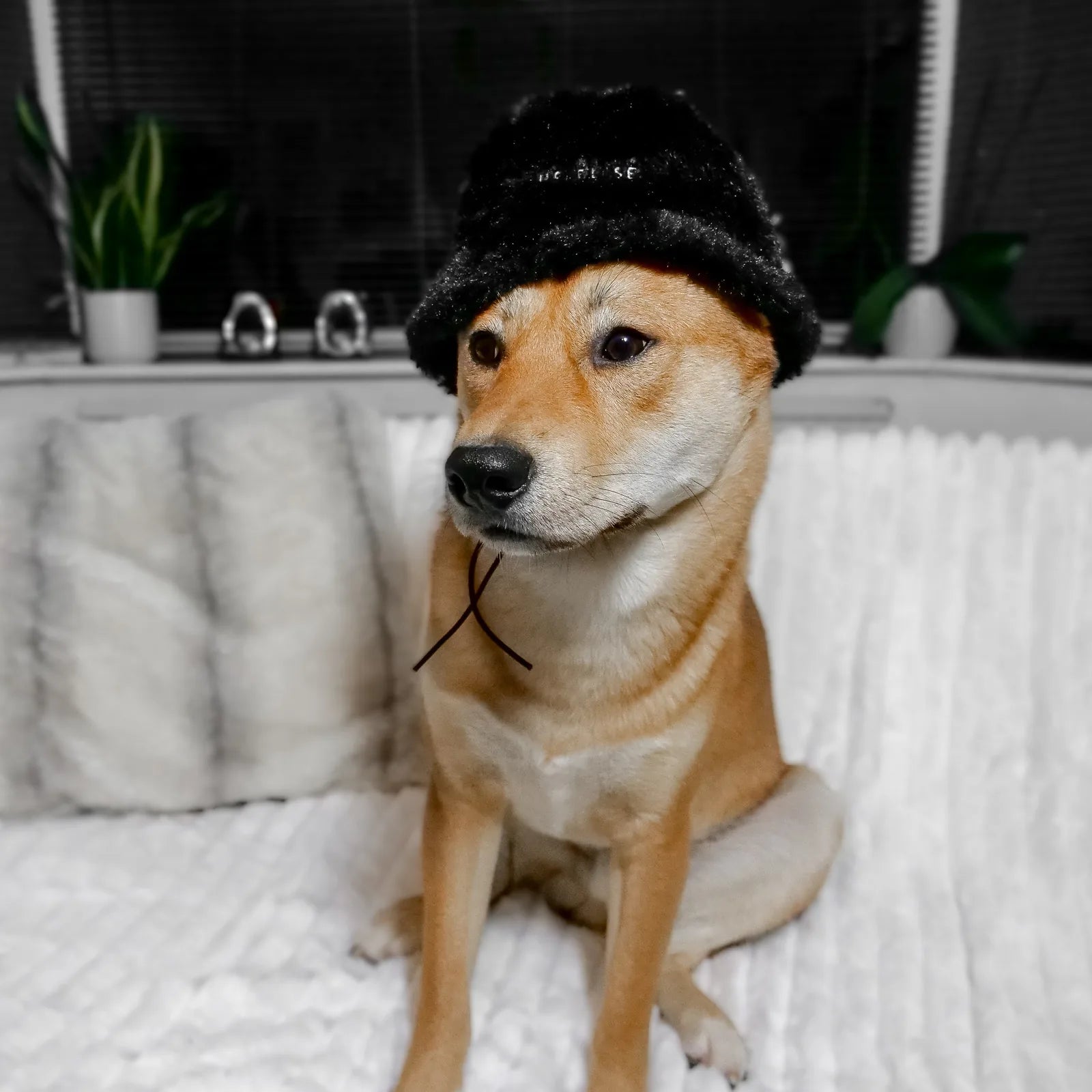 Shiba Inu wearing a black faux fur hat with an adjustable strap, sitting comfortably on a soft white blanket.