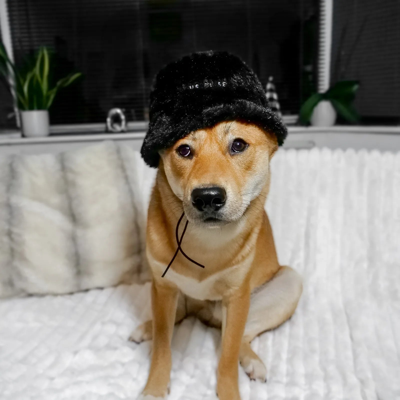 Dog wearing a soft black faux fur hat with ear holes, sitting on a cozy white blanket, looking stylish and comfortable.