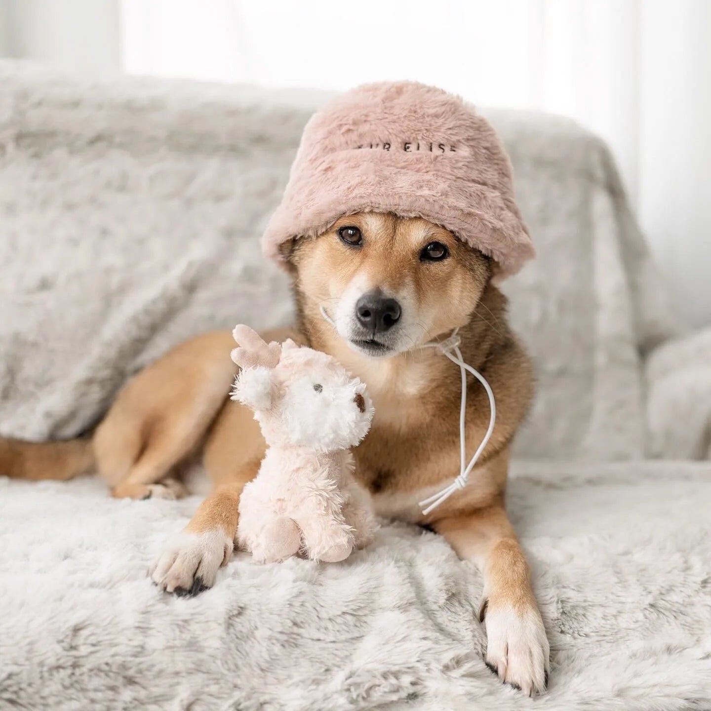 Shiba Inu wearing a soft sand-colored faux fur hat next to a plush toy, resting on a cozy fur blanket.