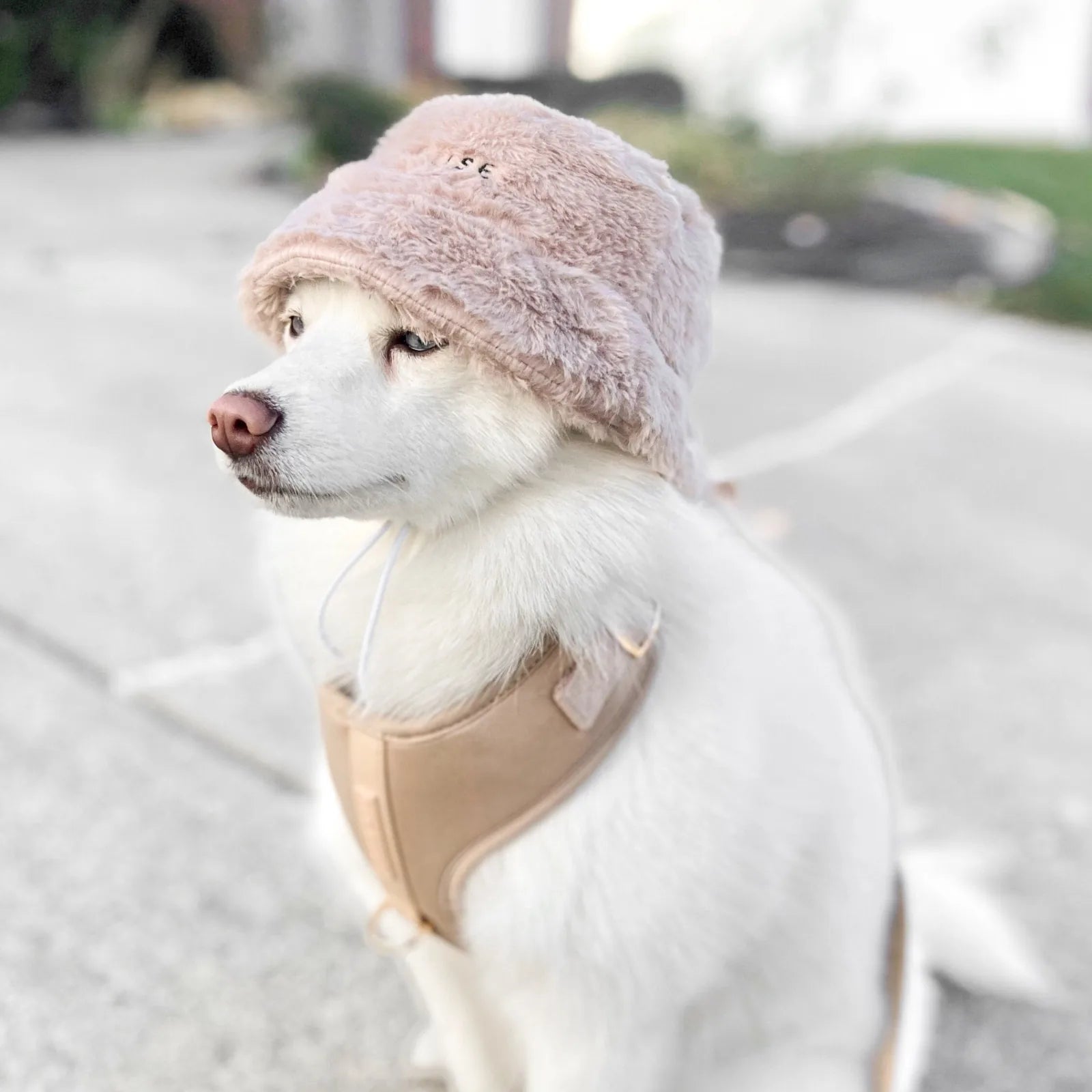 Soft sand-colored Furi Pet Hat on a white dog, featuring faux rabbit fur and an adjustable strap for comfort.