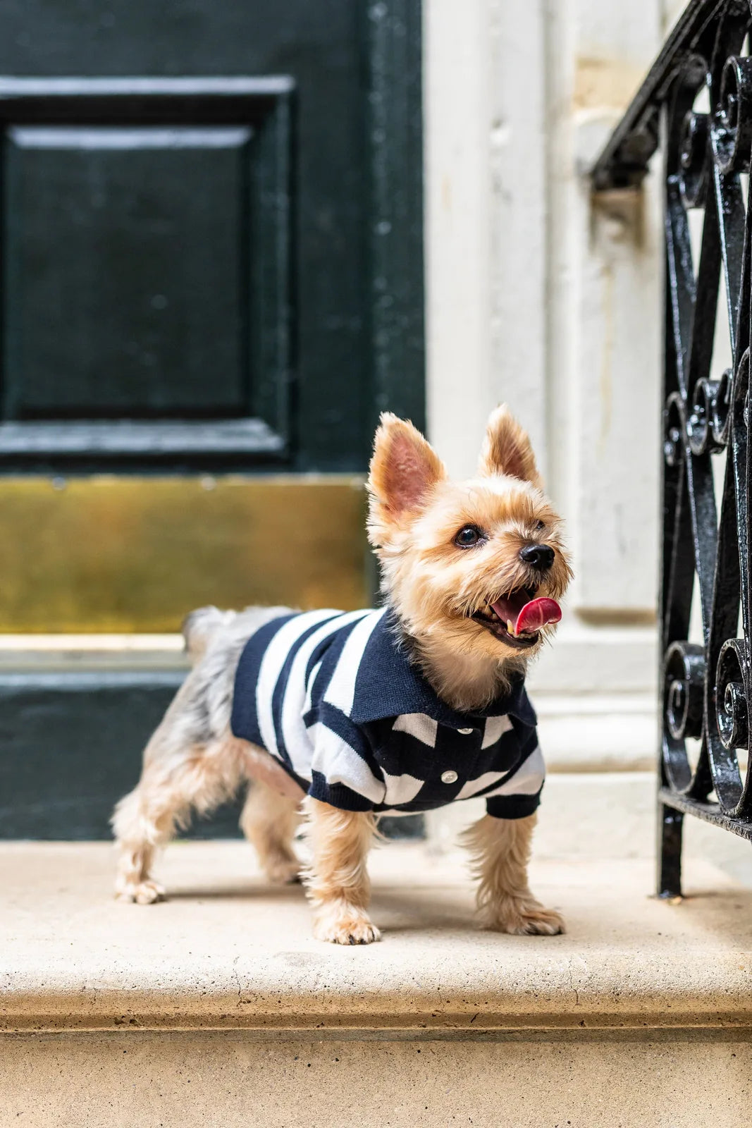 Yorkshire Terrier wearing a navy and white striped cashmere blend polo, standing on stairs with a playful expression.