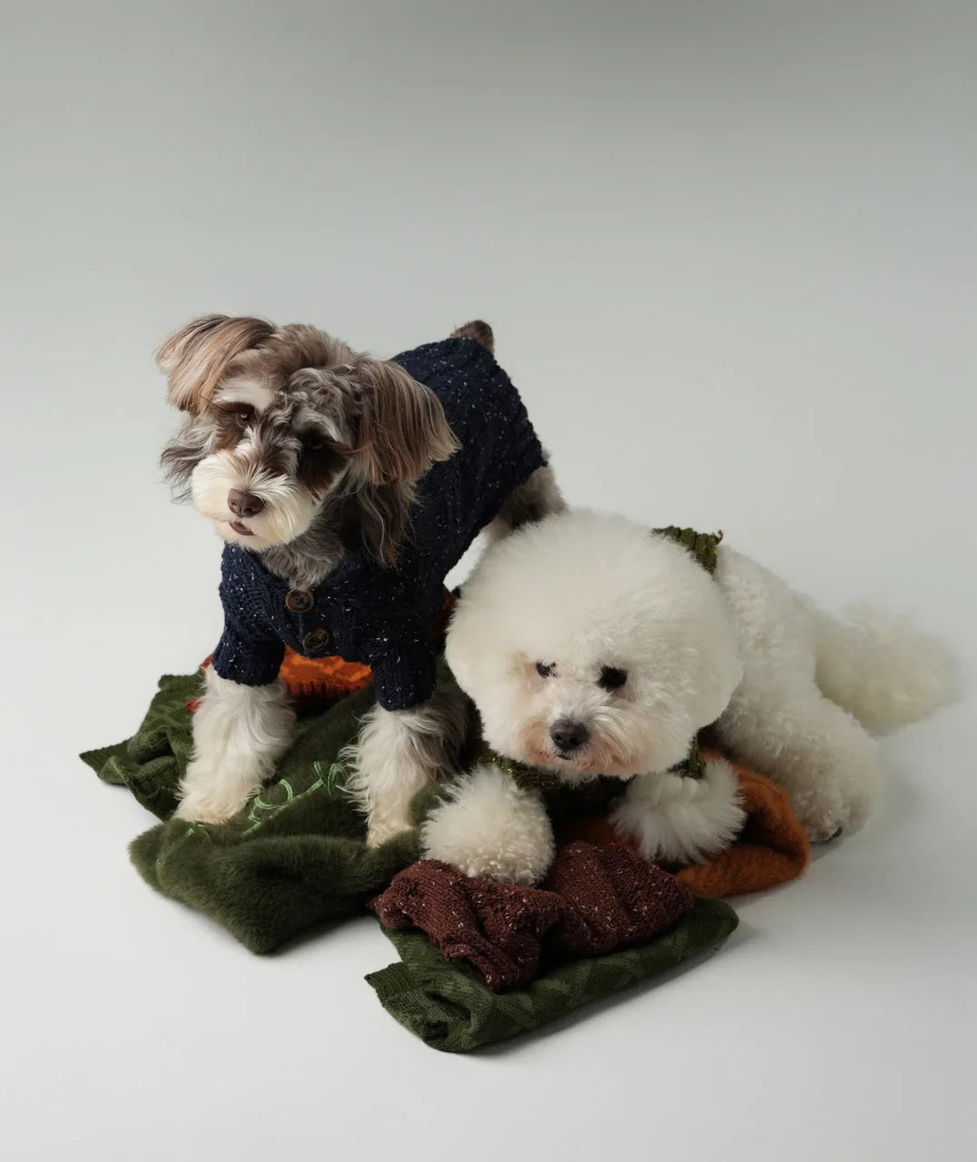 Navy pet sweater with vintage chest buttons on a small dog, lounging on colorful blankets with a fluffy white dog.