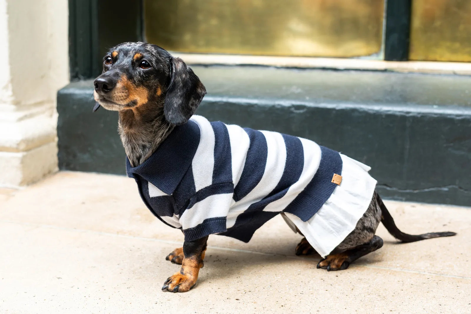 Stylish dog wearing a navy and white striped cashmere blend polo dress with a playful ruffle skirt.