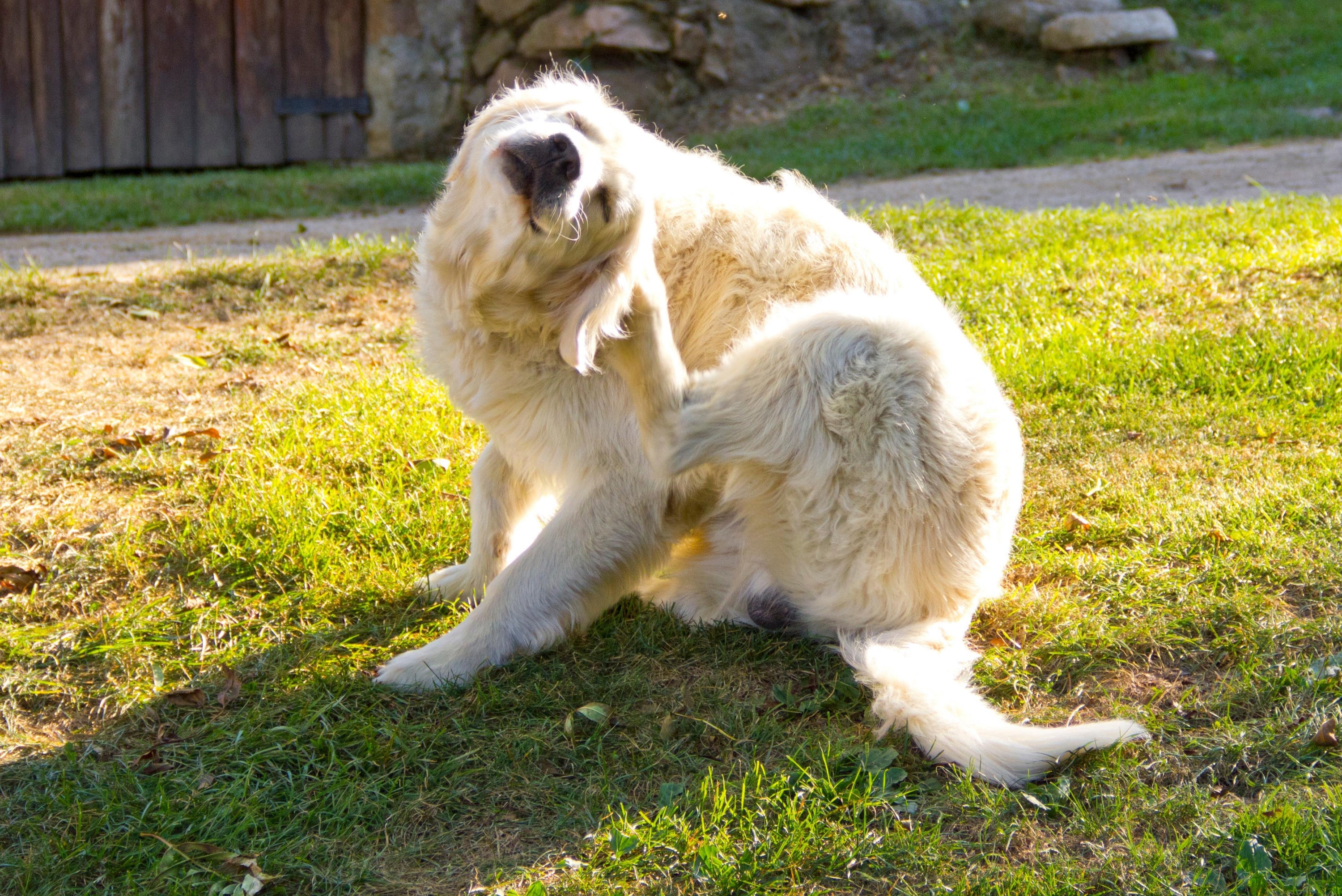 Dog scratching itself on a grassy area with a wooden fence in the background
