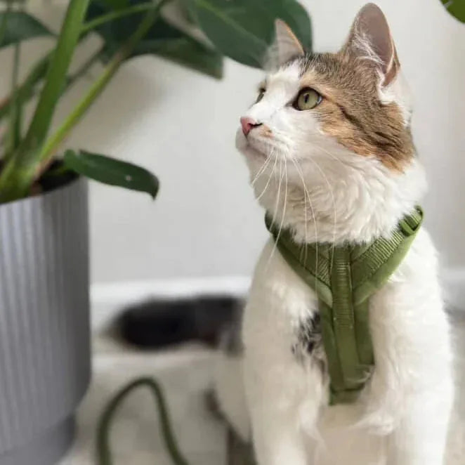 Green velvet dog harness by FURLOU on a cat, showcasing its plush material and elegant design against a plant backdrop.