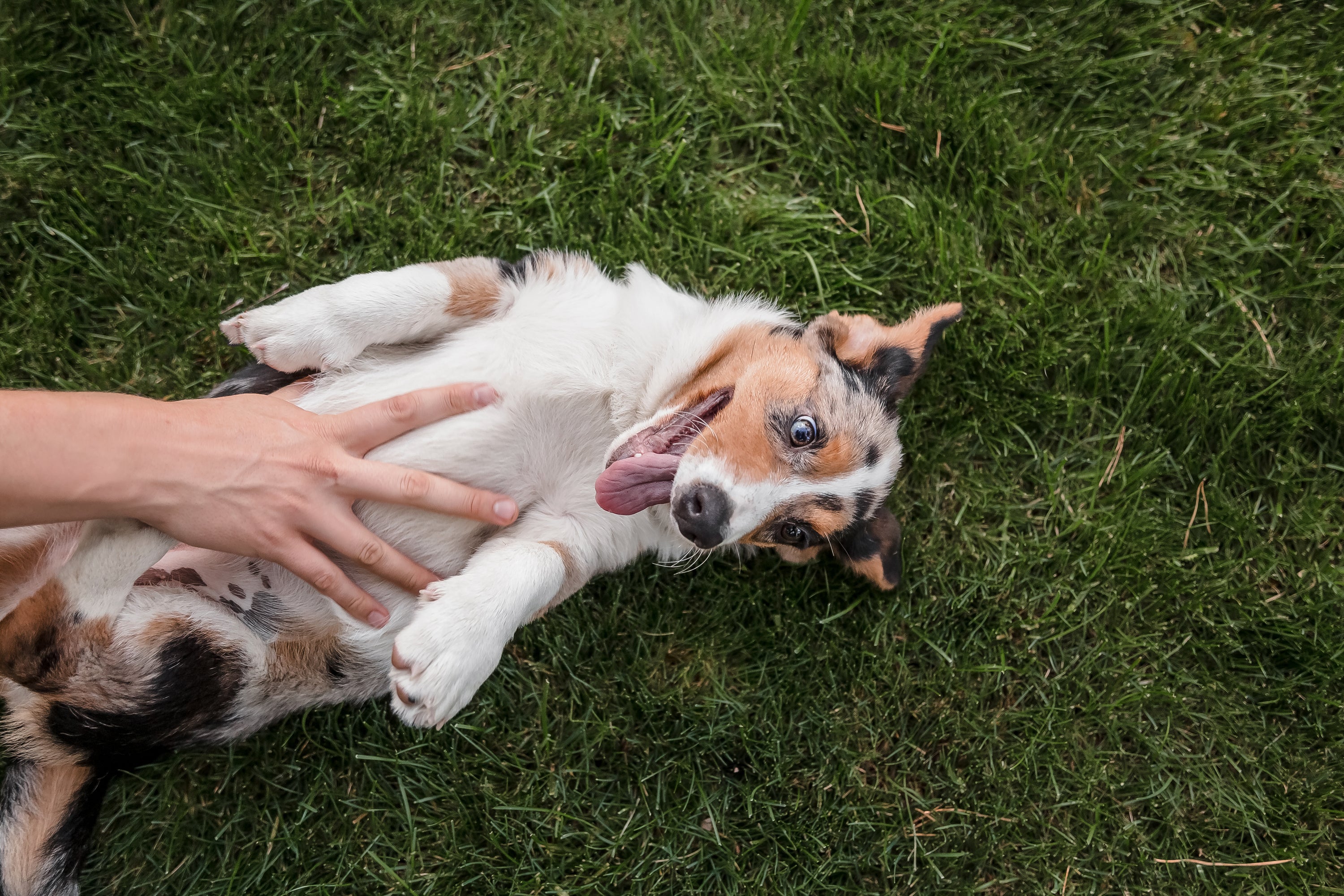 Person holding a small dog on a grassy surface