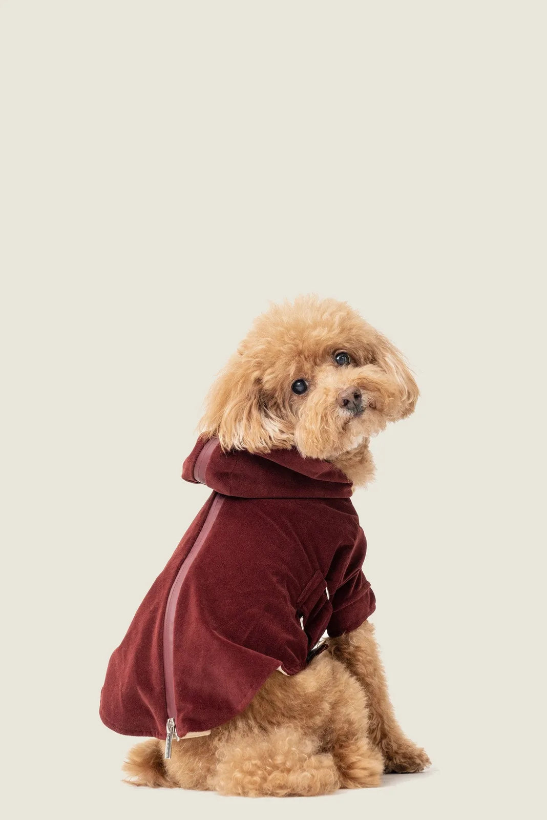 Dog wearing a dark burgundy Huston Hoodie with a two-way zipper and soft flannel lining against a beige background.