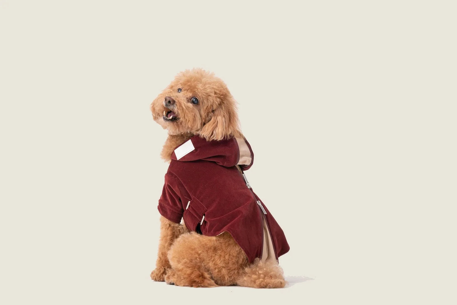 Dark burgundy dog hoodie with flannel lining, featuring a two-way zipper and adjustable waist belt, on a fluffy dog.