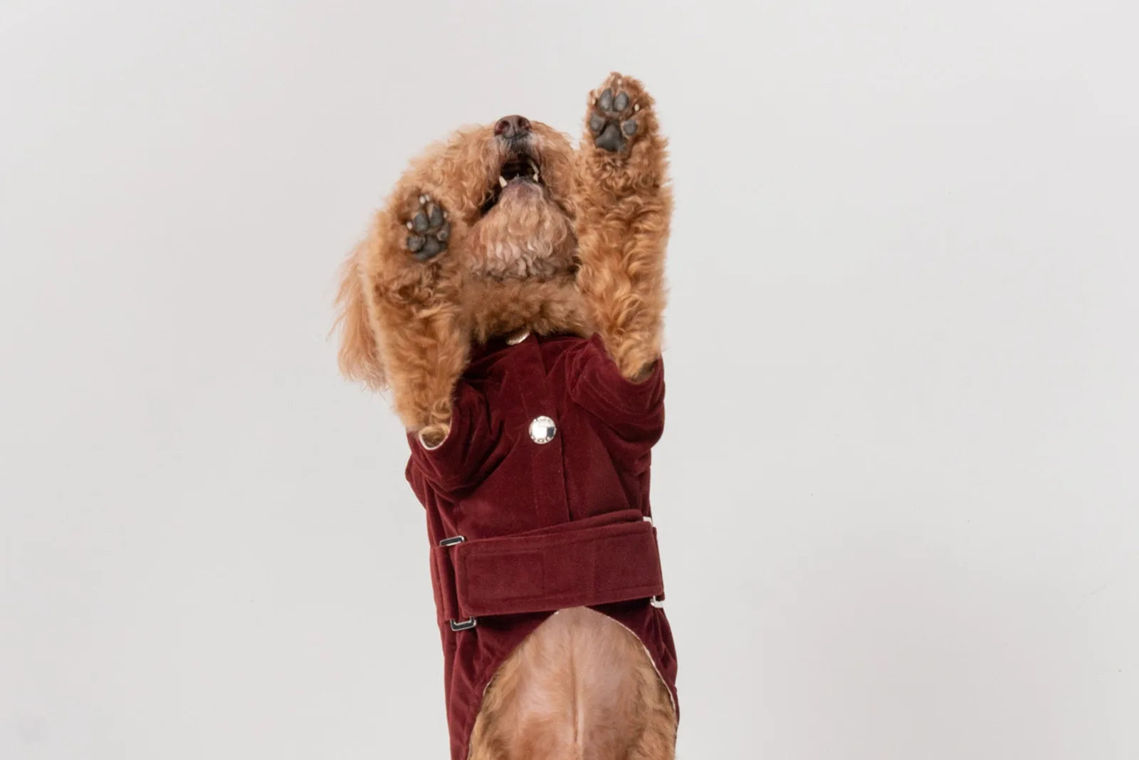 Cozy dark burgundy dog hoodie with flannel lining, featuring adjustable waist belt and two-way zipper.