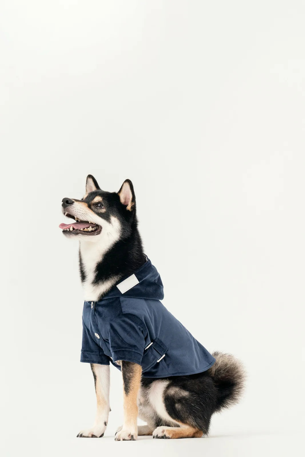 Midnight blue dog hoodie with flannel lining, adjustable waist, and hood, modeled by a Shiba Inu.