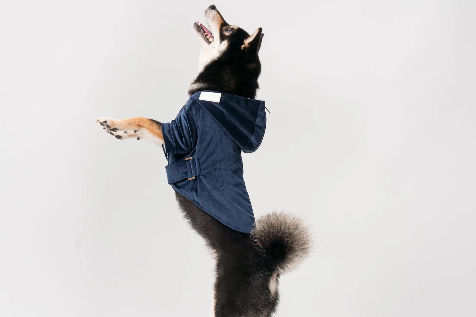 Dog wearing a midnight blue Huston Hoodie, showcasing a stylish design with a hood and adjustable waist belt.