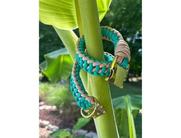 Teal and light tan braided dog collar, handcrafted from nylon paracord with a gold buckle, hanging on a green plant.