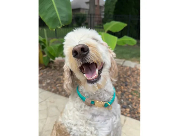 Smiling dog wearing a handmade teal and light tan braided collar, surrounded by green leaves and a stone path.
