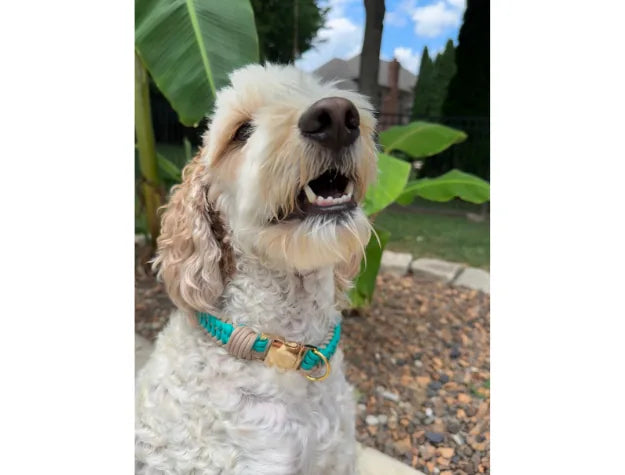 Teal and light tan braided dog collar on a smiling dog, surrounded by greenery and textured gravel.