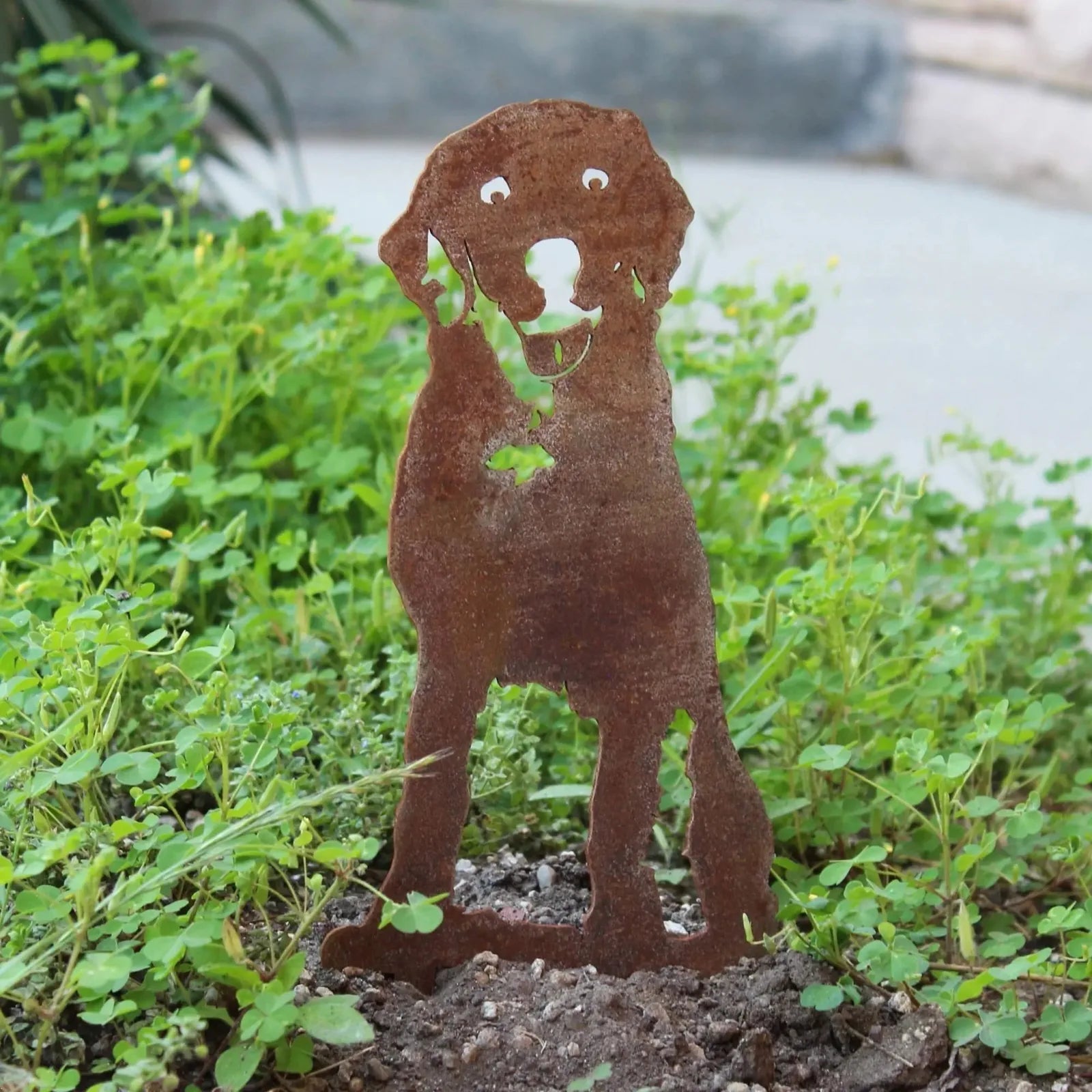 Rustic Labrador Retriever metal art, handcrafted from Corten steel, positioned among vibrant green ground cover plants.