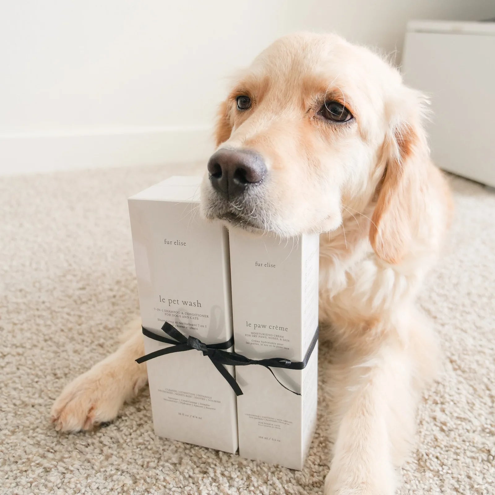 Golden retriever rests its chin on the Le Pawsh Set, featuring Le Pet Wash and Le Paw Cream, wrapped in a black ribbon.