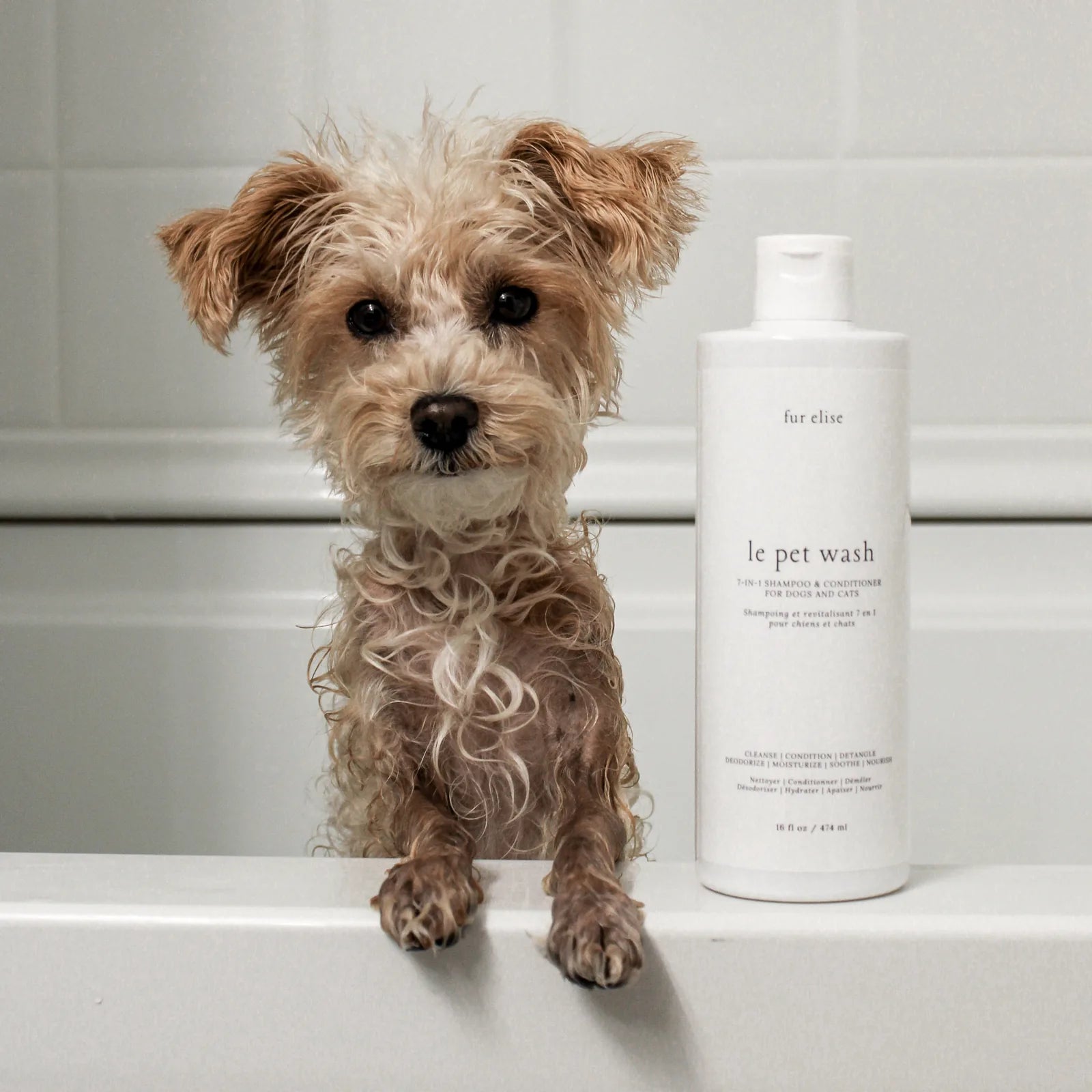 A small, curly-haired dog with big eyes sits on a tub ledge beside a bottle of Le Pet Wash.