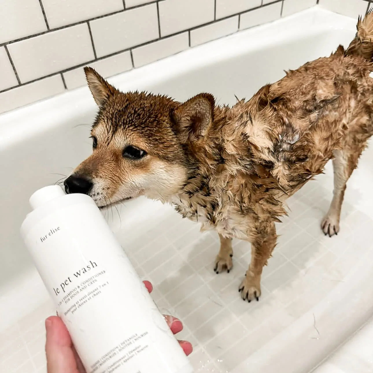 Wet dog in a bathtub with a gentle, plant-powered pet wash bottle, highlighting the grooming experience.