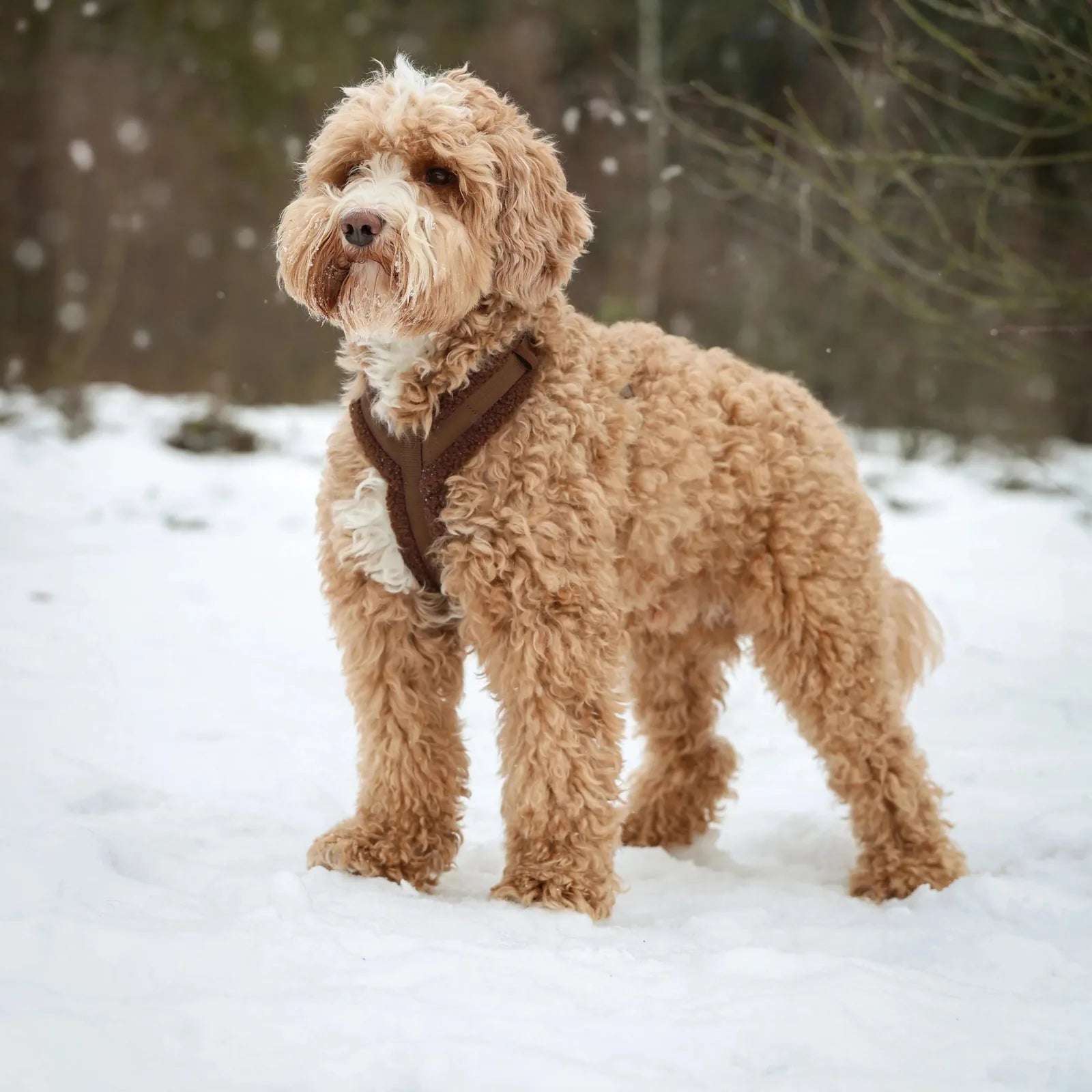 Fluffy cream and brown dog wearing a Sherpa harness, standing on snow with a wintery background.