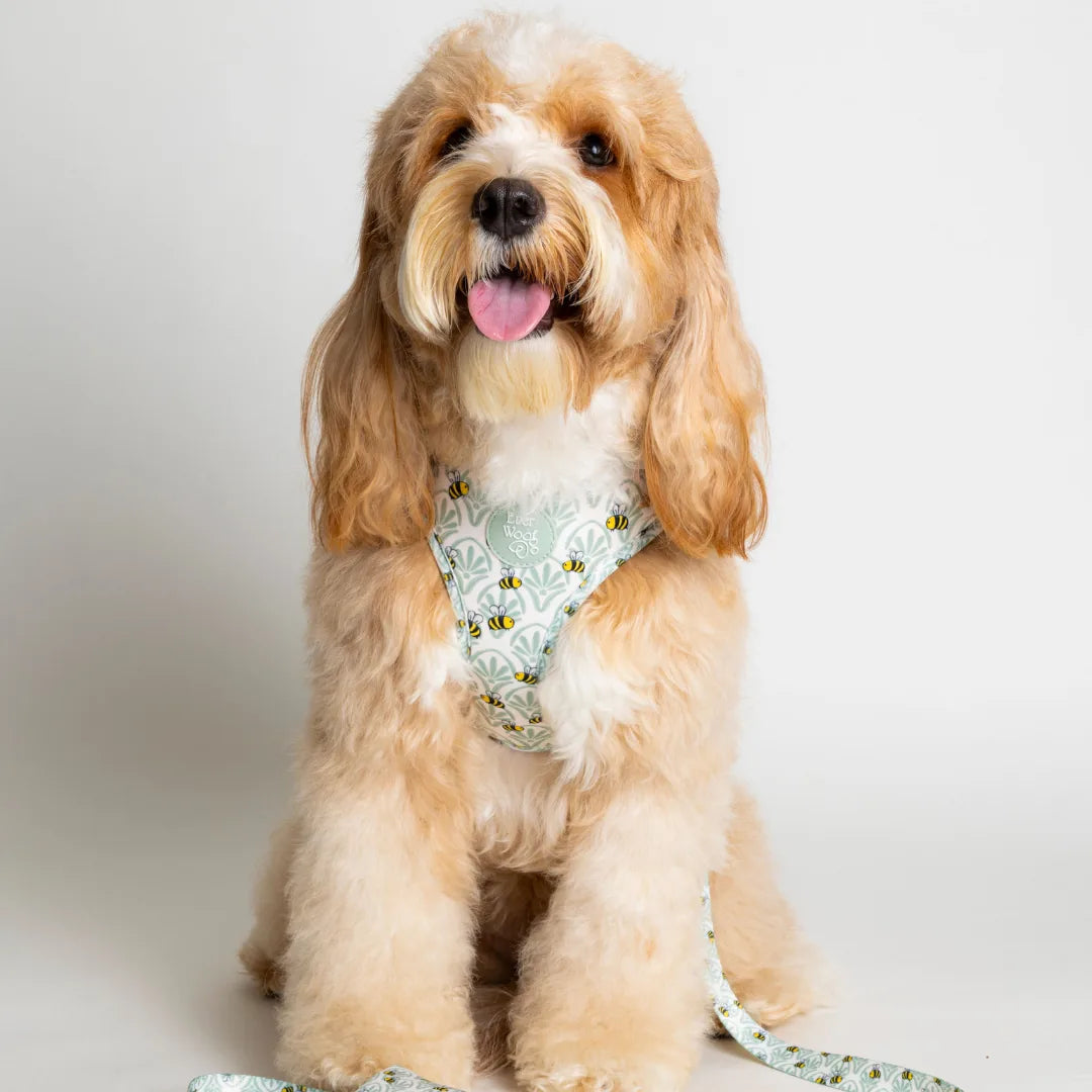 Light green adjustable dog harness with bee pattern, worn by a fluffy dog, featuring soft material for comfort.