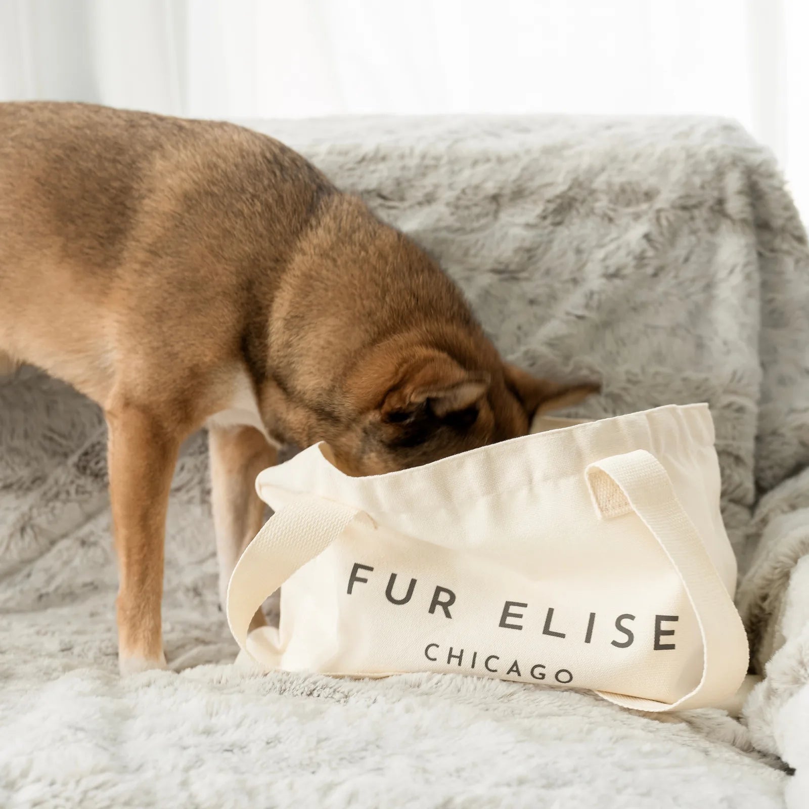 Brown dog sniffing inside a cream canvas tote bag with "FUR ELISE CHICAGO" printed on it, resting on a soft gray blanket.