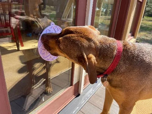 Brown dog enjoying a pastel purple Lotus Design eMat stuck to a glass door, engaging with its textured surface.