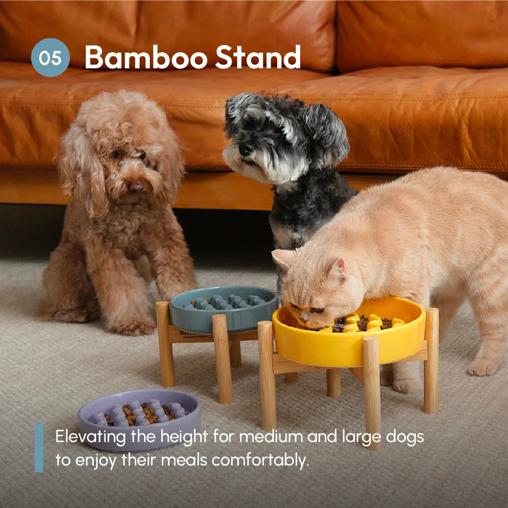 Two dogs and a cat gather around colorful slow feeder bowls elevated on bamboo stands, promoting comfortable eating.