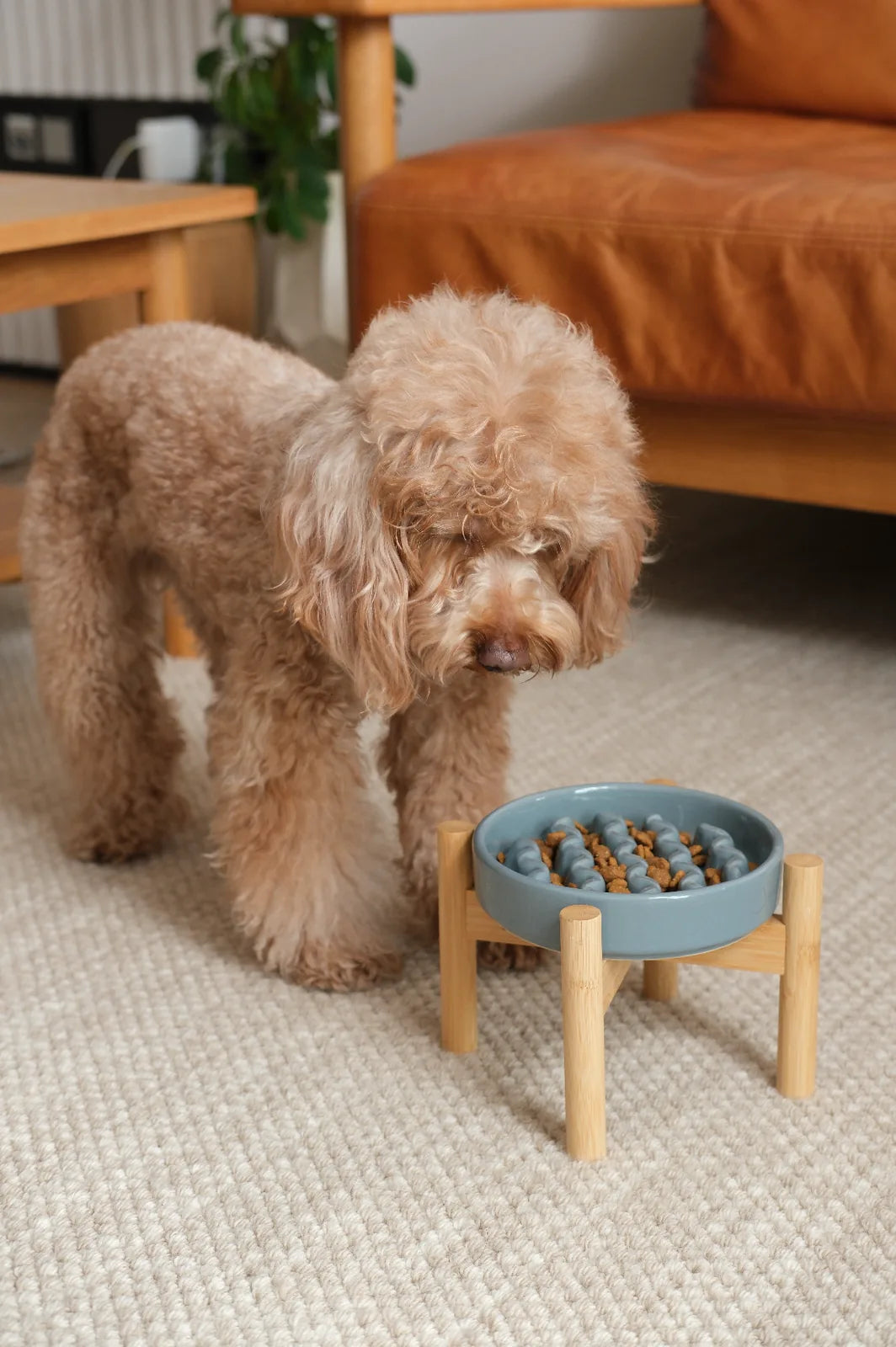 Fluffy brown dog curiously approaching a light blue slow feeder bowl on a wooden stand, filled with dog treats.