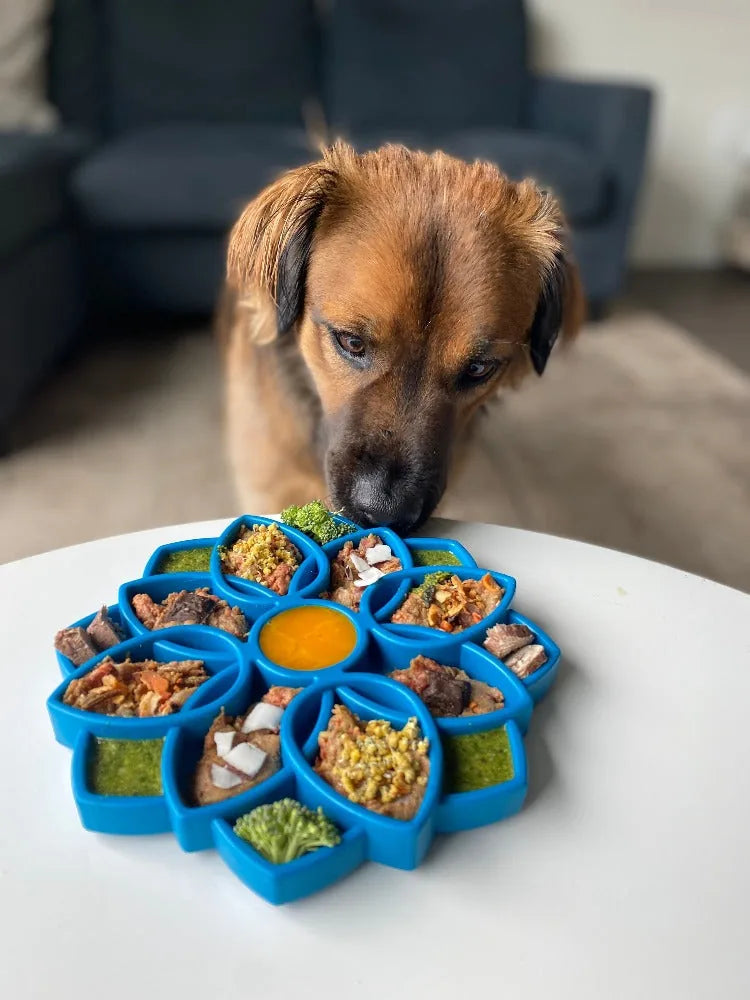 A dog examines a blue Mandala eTray shallow slow feeder bowl filled with various foods on a white table.