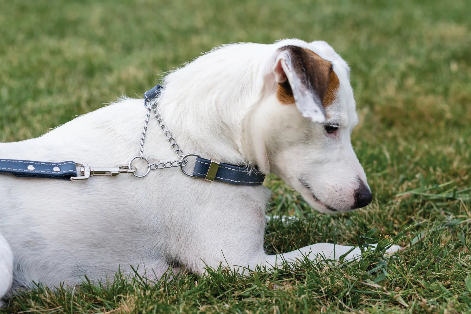 Martingale blue jeans leather collar on a white dog, showcasing durability and style against a grassy background.