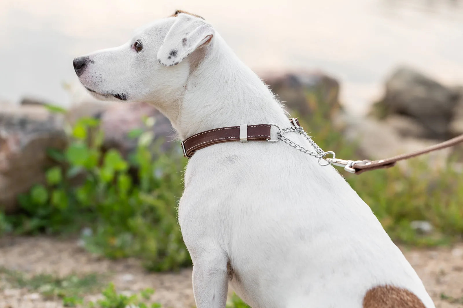 Martingale chocolate leather dog collar on a white dog, featuring a chain and silver hardware, set outdoors.