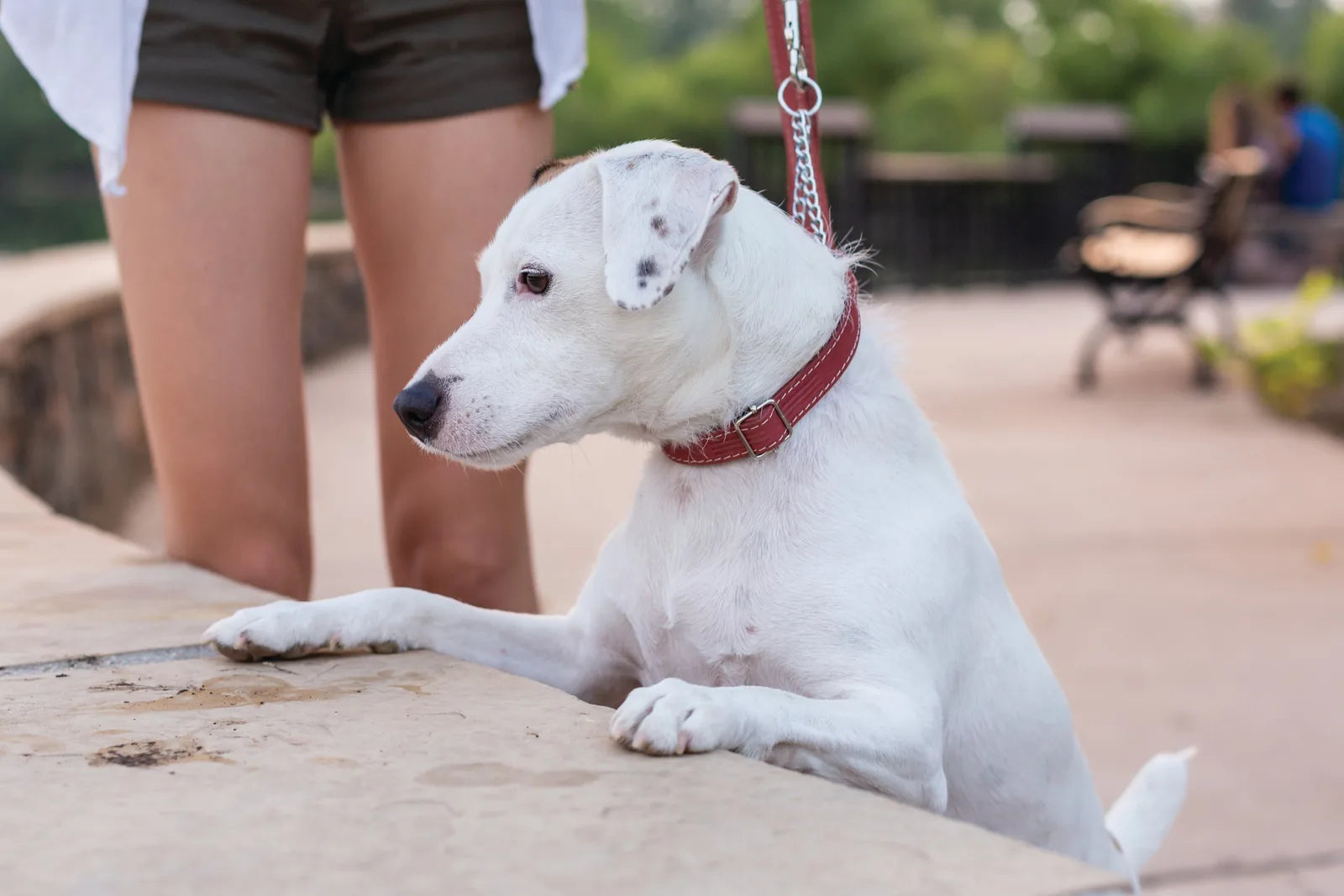White dog in a red leather Martingale collar rests its paws on a stone surface, with a person’s legs in the background.