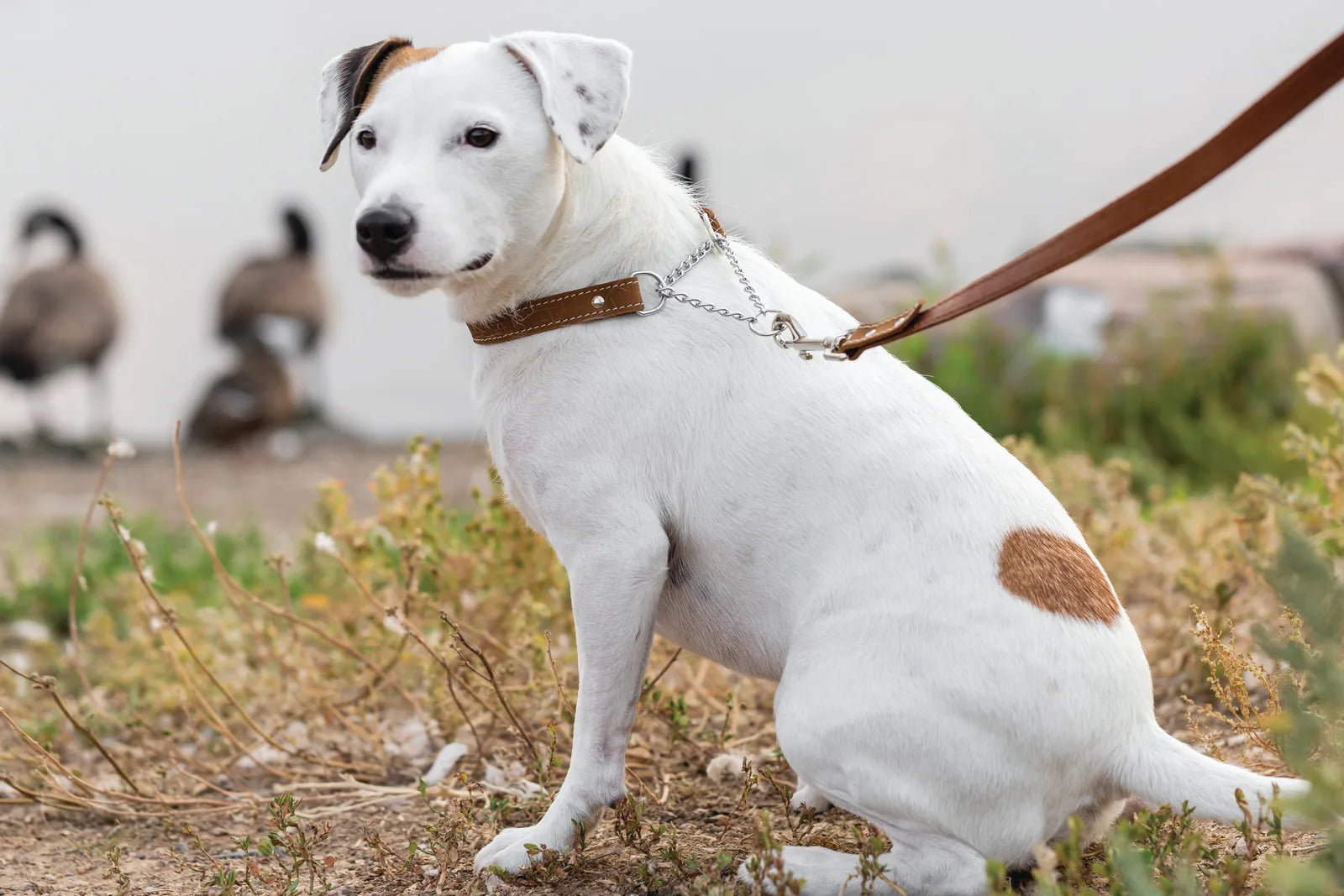 White dog wearing a Martingale Earth Brown leather collar, sitting in a natural setting with a hint of greenery.