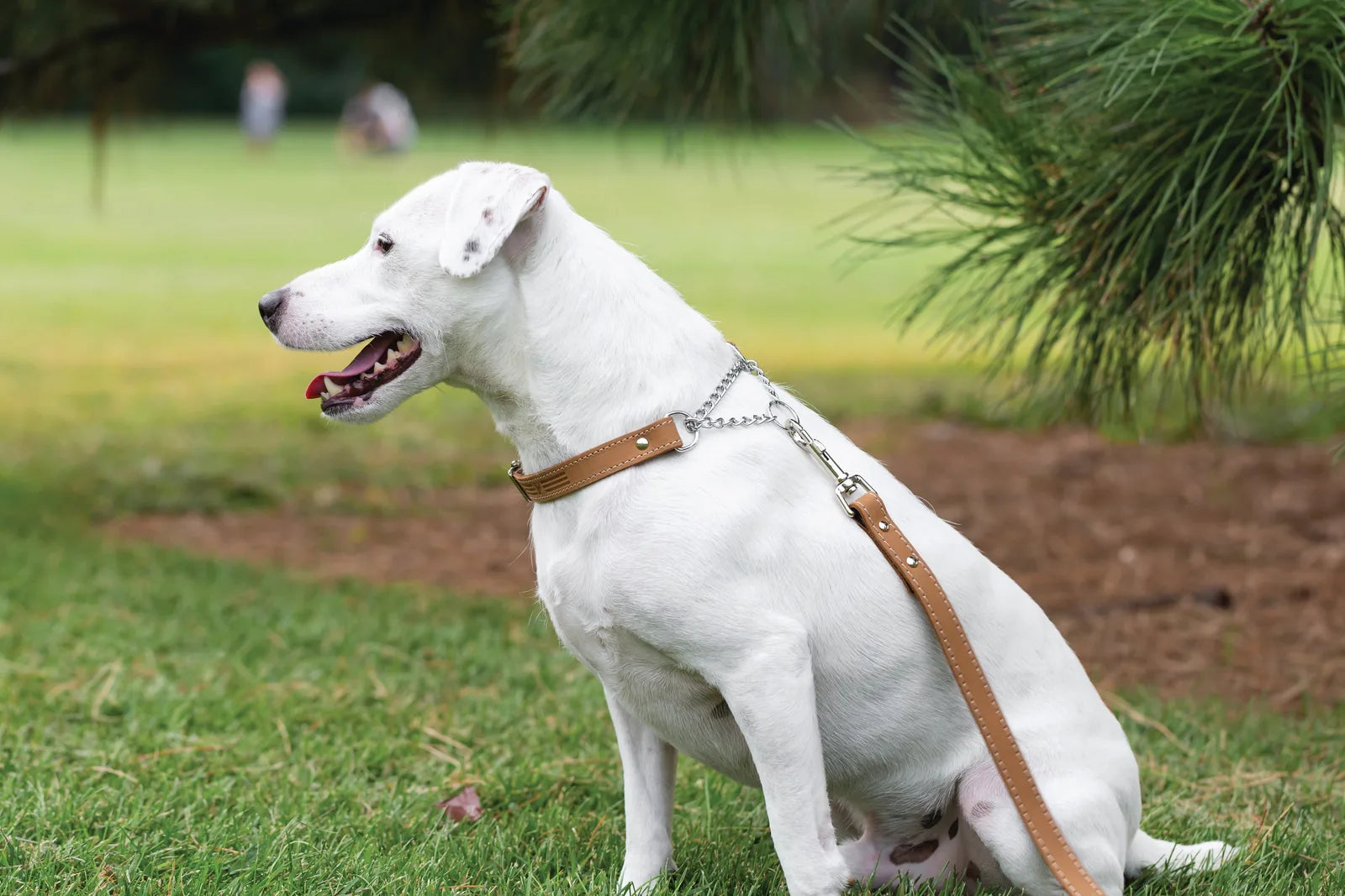 Martingale khaki leather dog collar on a white dog, sitting on grass, showcasing durability and comfort.