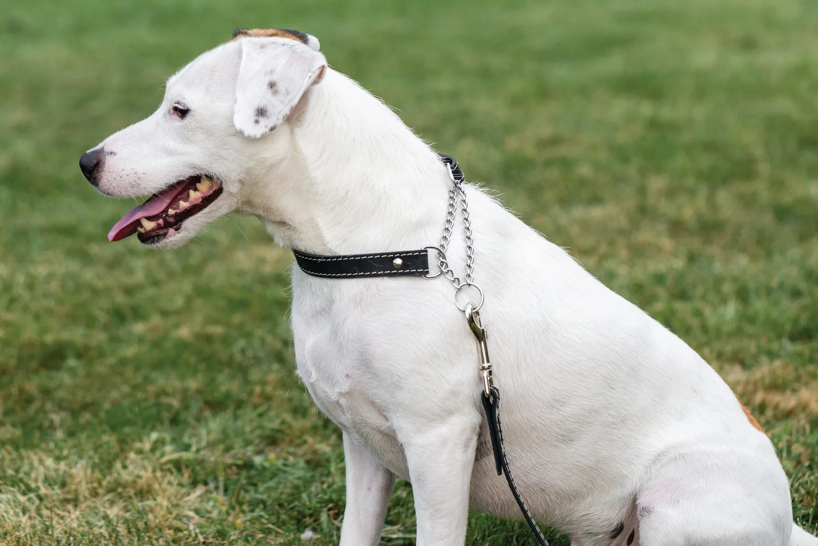 Martingale Midnight Black Leather Dog Collar on a white dog, featuring durable leather and a stylish chain.