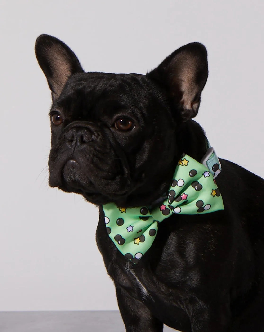 Black dog wearing a green bowtie with colorful star and dot patterns, showcasing the stylish Matcha Boba design.