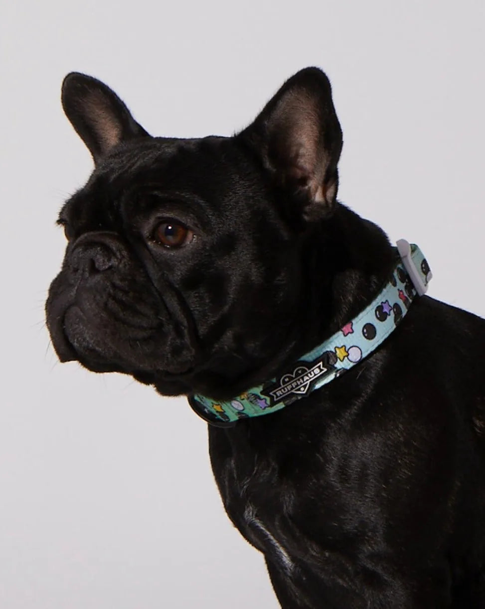 Black French Bulldog wearing a light blue Matcha Boba collar with colorful prints and a RUFFHAUS NYC tag.