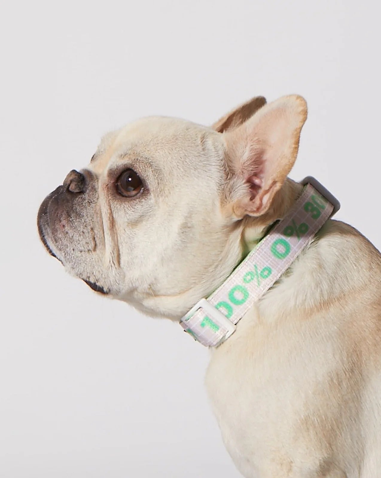 Matcha Sugar Level Dog Collar on a French Bulldog, featuring a light green pattern with percentages on durable fabric.