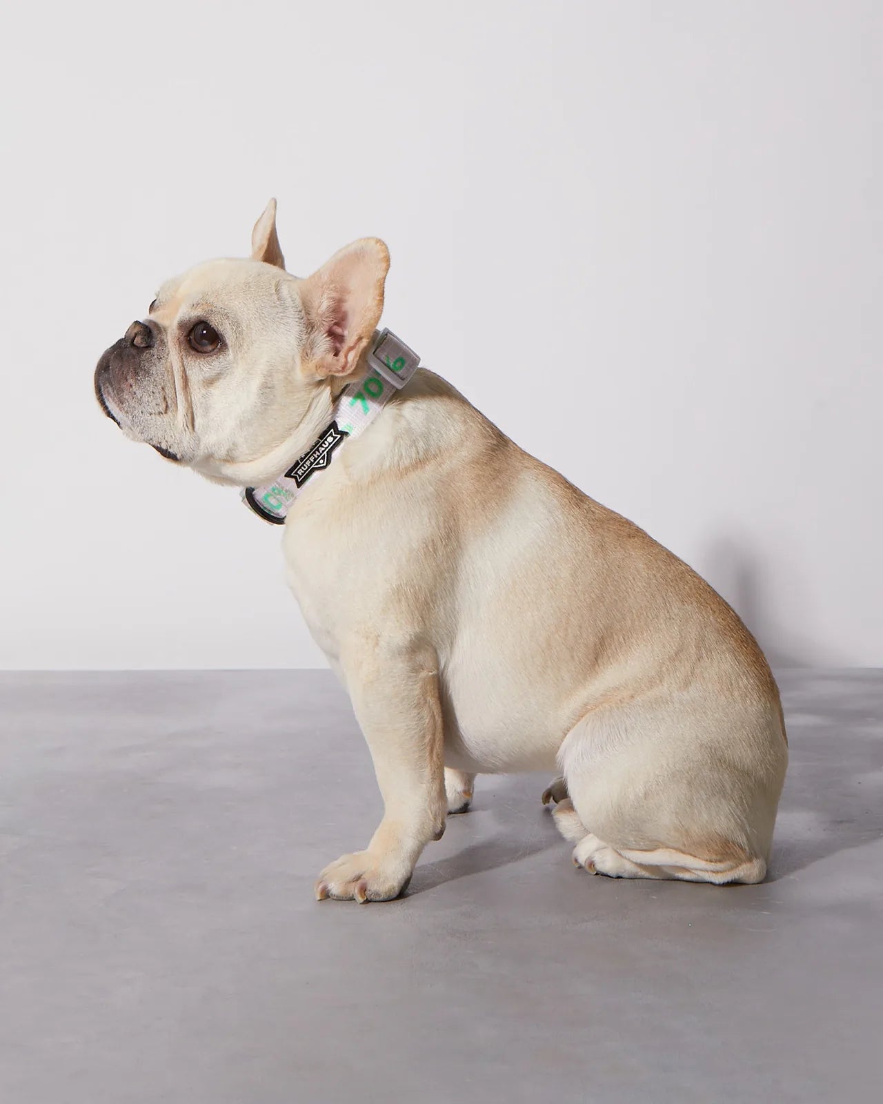 Light-colored French Bulldog wearing a Matcha Sugar Level Dog Collar with a printed design, seated against a neutral backg...