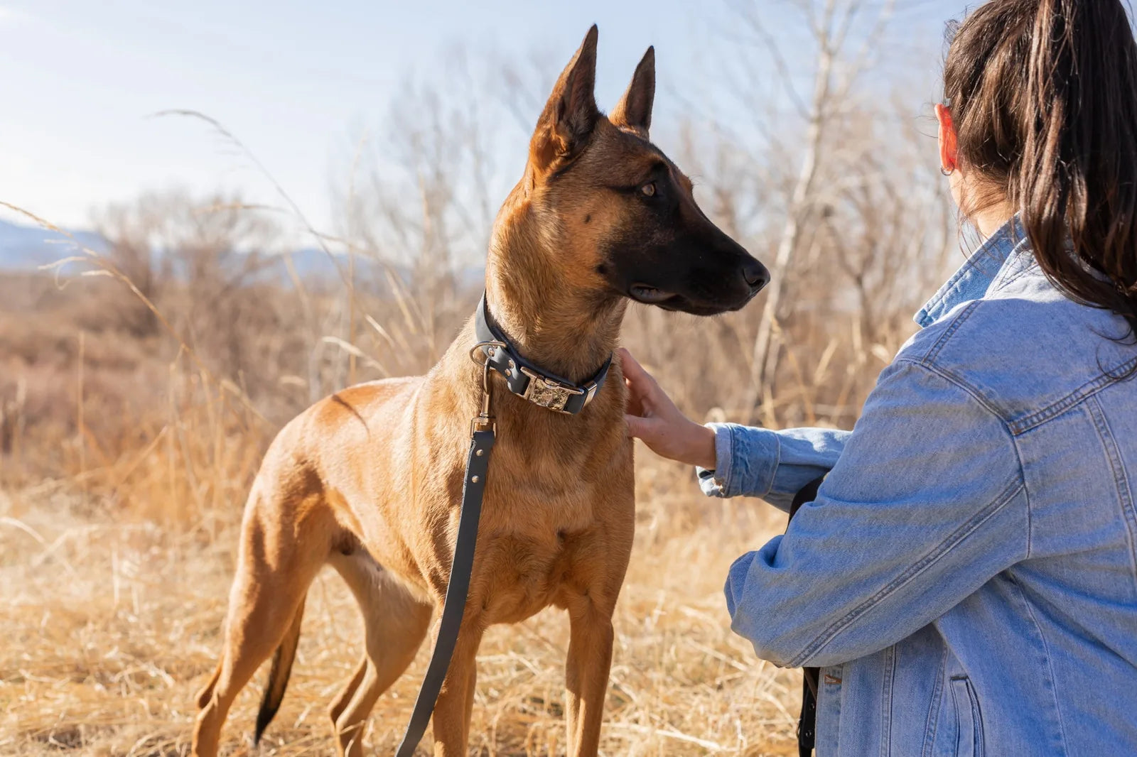 A close-up of a dog with a leather leash attached, showcasing a modern blue jeans design and a loving interaction with its...