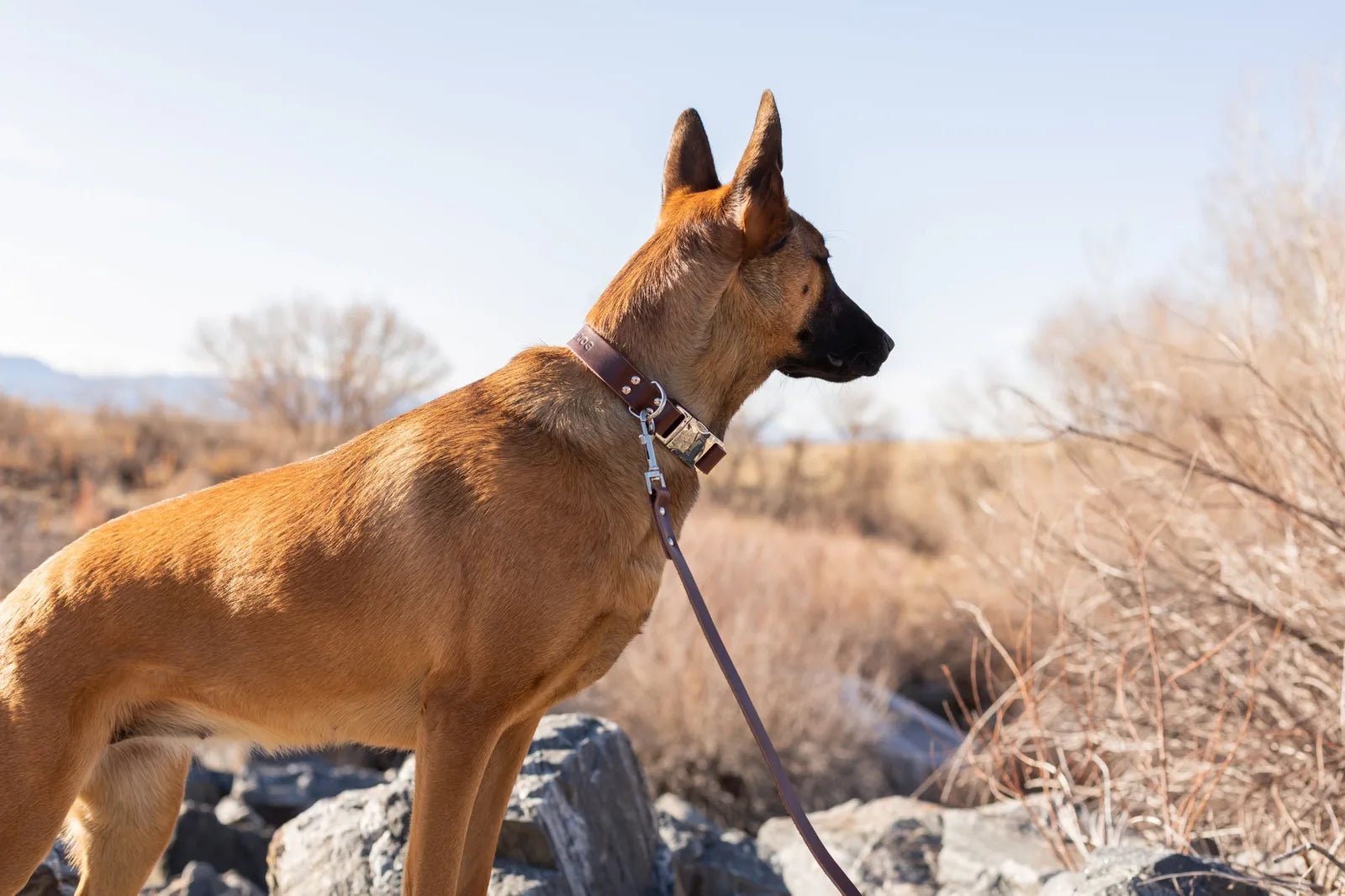 Chocolate leather dog leash attached to a medium-sized dog, set against a natural, rocky landscape.