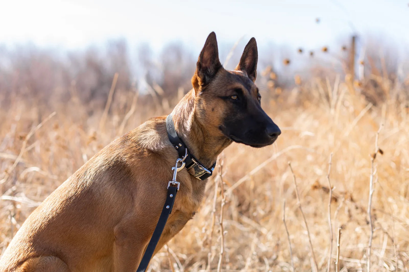 Midnight black leather dog leash attached to a dog, showcasing its modern design against a natural background.