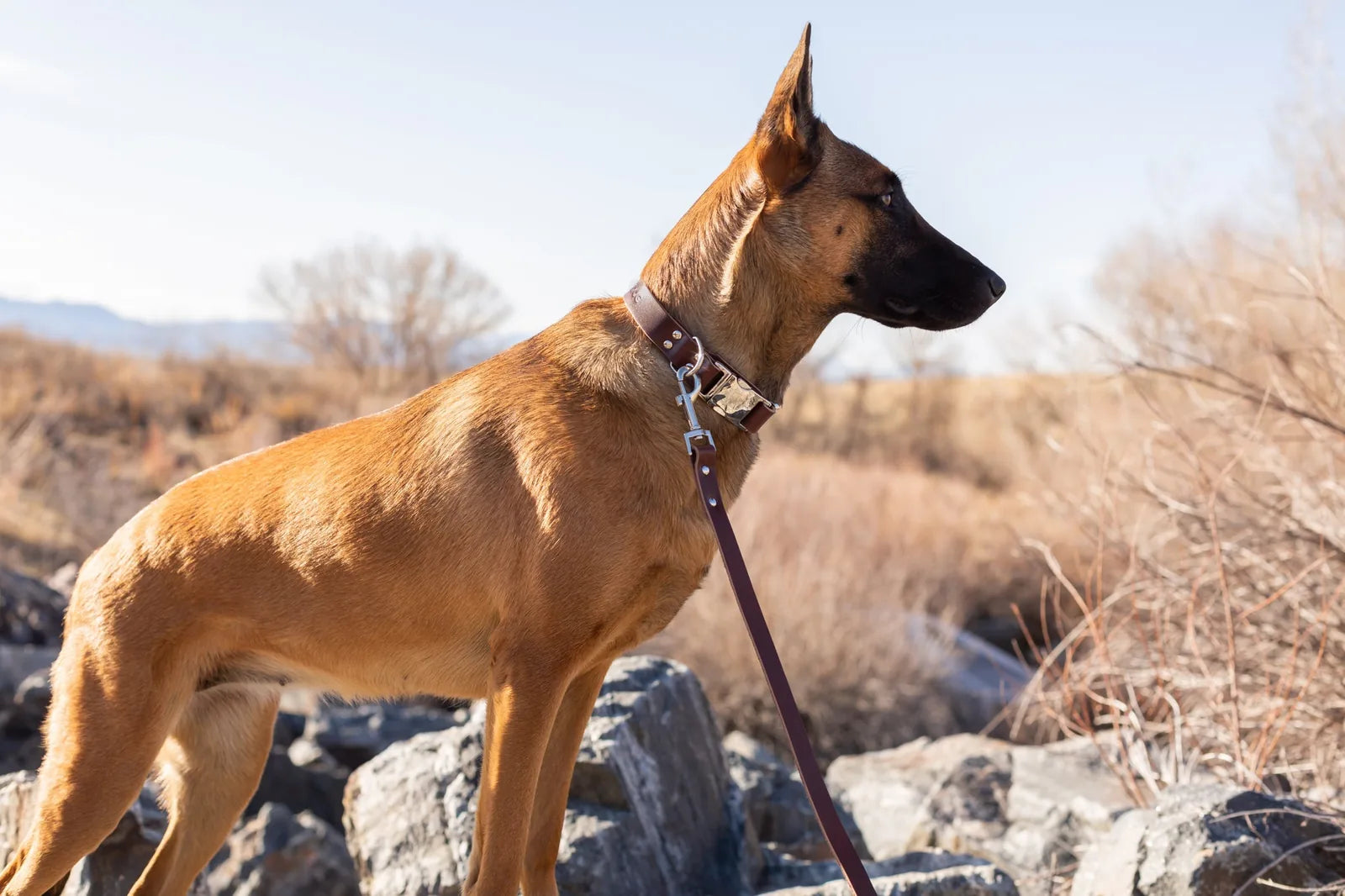 Chocolate leather dog collar on a tan dog, showcasing stylish design against a natural outdoor backdrop.