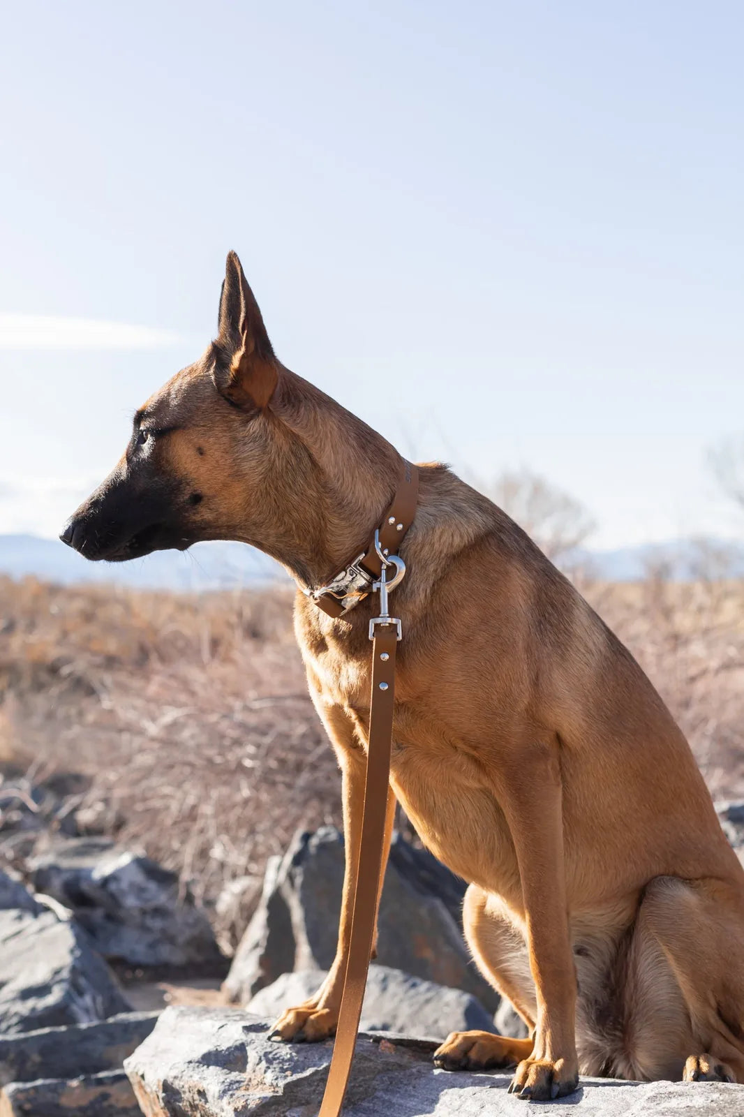 Earth brown leather dog collar with a quick-release buckle, worn by a dog sitting on rocks against a clear sky.