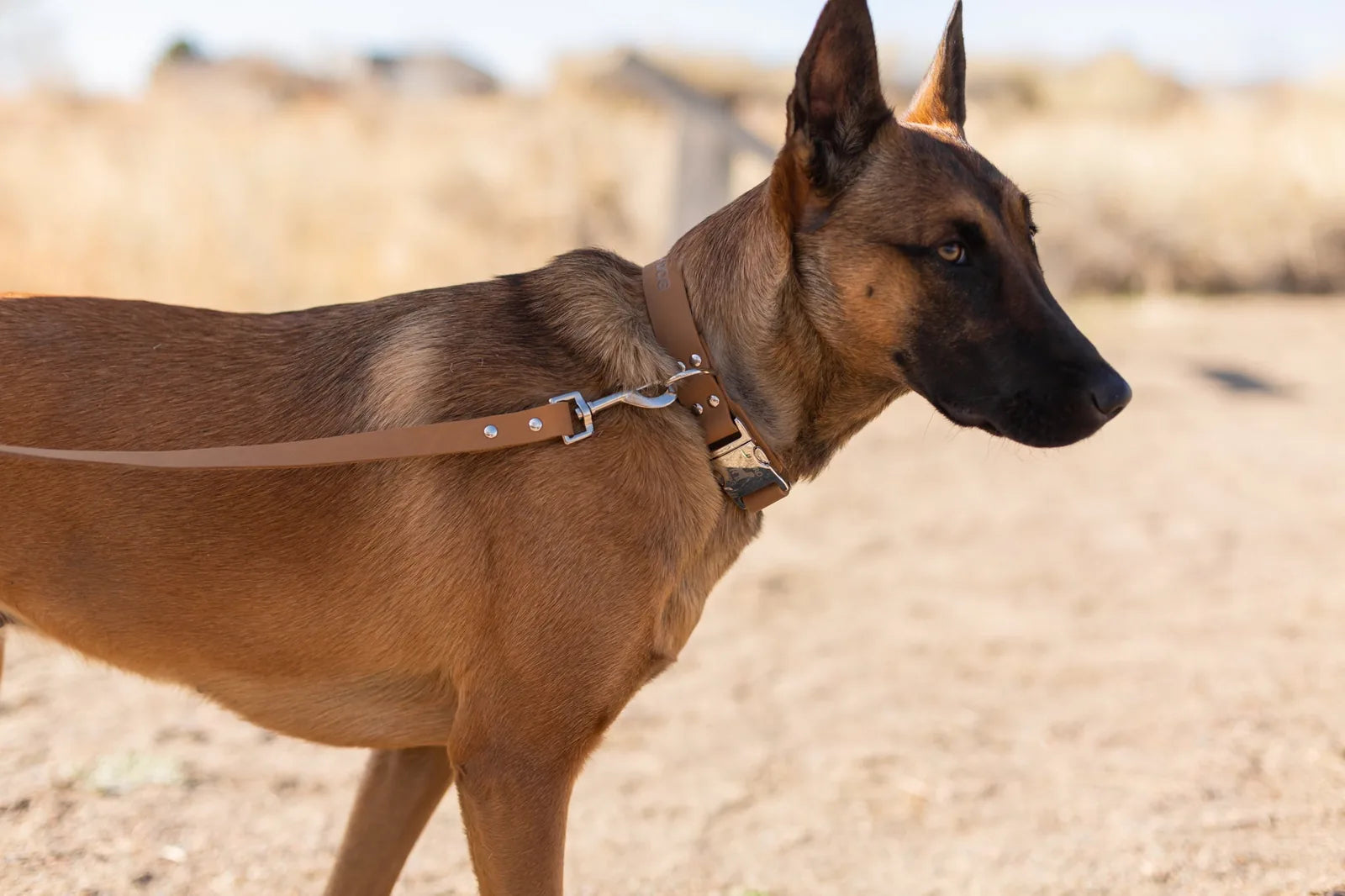 Khaki leather dog collar on a brown dog, featuring a quick-release buckle and European steel hardware outdoors.